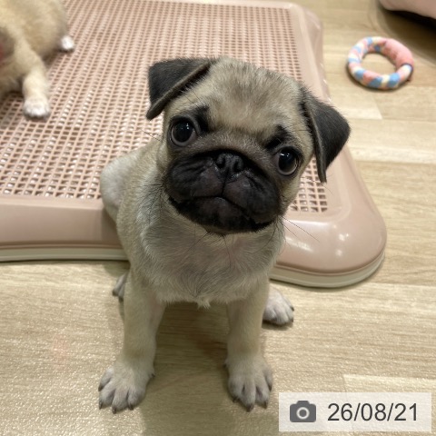 愛知県のパグ (ペットプラス 則武新町店/2026年6月14日生まれ/女の子/フォーン)の子犬の4枚目の画像