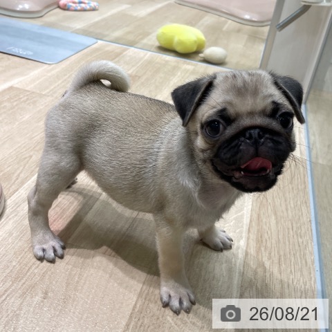 愛知県のパグ (ペットプラス 則武新町店/2026年6月14日生まれ/女の子/フォーン)の子犬の3枚目の画像