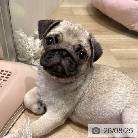 愛知県のパグ (ペットプラス 則武新町店/2026年6月14日生まれ/女の子/フォーン)の子犬の3枚目の画像
