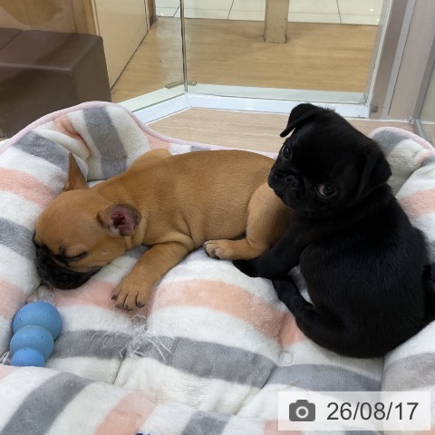 愛知県のパグ (ペットプラス ナゴヤドーム前店/2026年6月14日生まれ/女の子/ブラック)の子犬の4枚目の画像