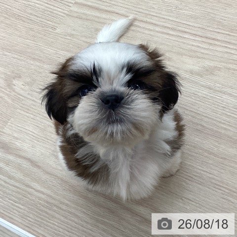 石川県のシーズー (ペットプラス 白山店/2026年6月13日生まれ/男の子/ゴールドホワイト)の子犬の3枚目の画像