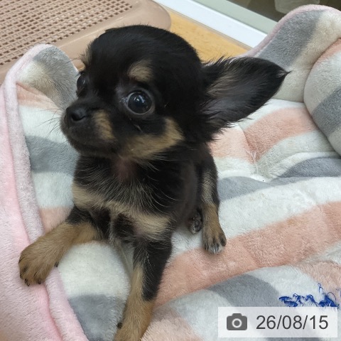 三重県のチワワ(ロング) (ペットプラス 津南店/2026年6月13日生まれ/女の子/ブラックタン)の子犬の4枚目の画像