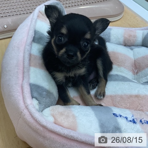 三重県のチワワ(ロング) (ペットプラス 津南店/2026年6月13日生まれ/女の子/ブラックタン)の子犬の3枚目の画像