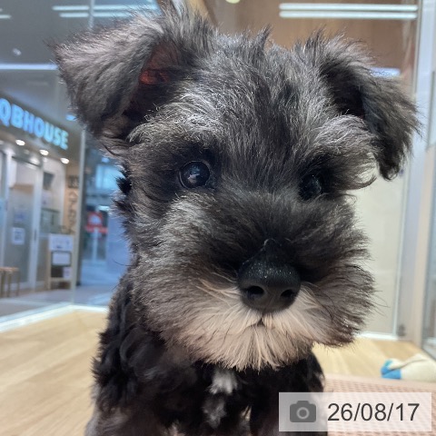 愛知県のミニチュアシュナウザー (ペットプラス 岡崎店/2026年6月13日生まれ/男の子/ソルトペッパー)の子犬の3枚目の画像