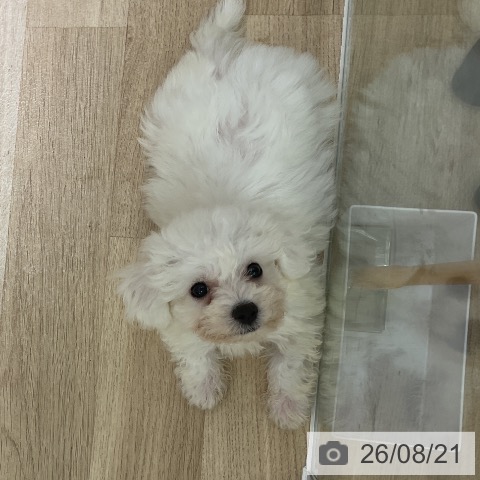 愛知県のビションフリーゼ (ペットプラス イオンモール豊川店/2026年6月15日生まれ/男の子/ホワイト)の子犬の3枚目の画像