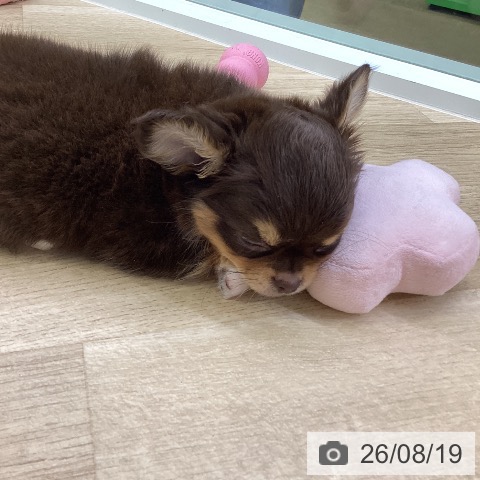 愛知県のチワワ(ロング) (ペットプラス mozoワンダーシティ店/2026年6月14日生まれ/男の子/チョコレートタンホワイト)の子犬の3枚目の画像