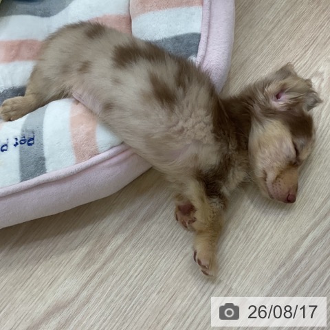 愛知県のミニチュアダックスフンド(ロング) (ペットプラス ナゴヤドーム前店/2026年6月12日生まれ/男の子/チョコレートダップル)の子犬の3枚目の画像