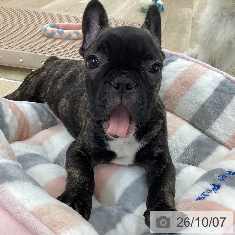 愛知県のフレンチブルドッグ (ペットプラス 豊橋牧野店/2026年6月8日生まれ/男の子/ブリンドル)の子犬の3枚目の画像