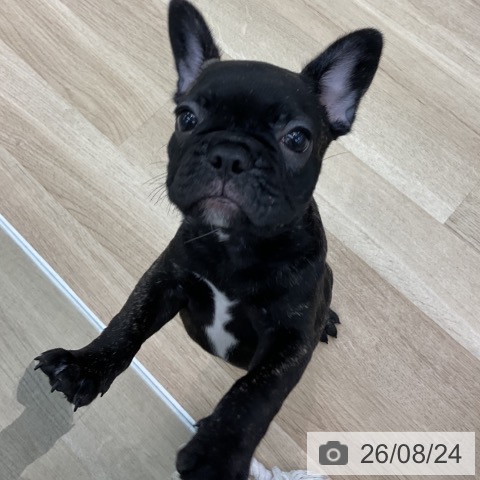 愛知県のフレンチブルドッグ (ペットプラス みなと店/2026年6月8日生まれ/男の子/ブリンドル)の子犬の4枚目の画像