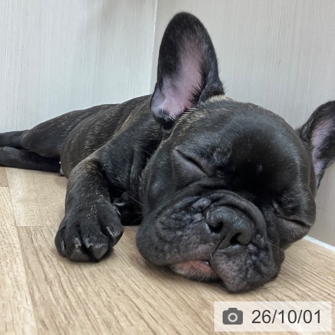 フレンチ・ブルドッグの写真
