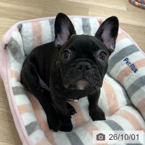 フレンチ・ブルドッグの写真
