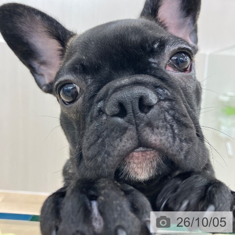 フレンチ・ブルドッグの写真