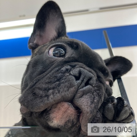 フレンチ・ブルドッグの写真