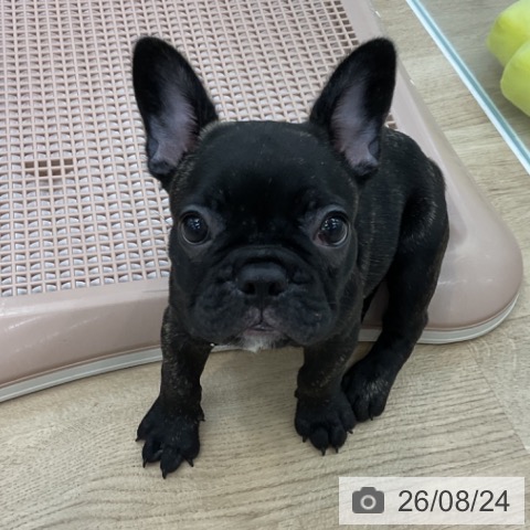 愛知県のフレンチブルドッグ (ペットプラス みなと店/2026年6月8日生まれ/男の子/ブリンドル)の子犬の3枚目の画像