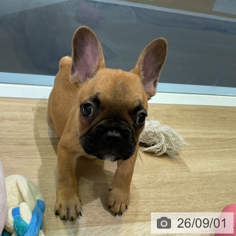愛知県のフレンチブルドッグ (ペットプラス 岡崎店/2026年6月15日生まれ/男の子/フォーン)の子犬の3枚目の画像