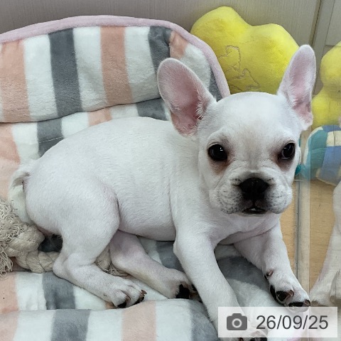 三重県のフレンチブルドッグ (ペットプラス 津南店/2026年6月15日生まれ/女の子/クリーム)の子犬の4枚目の画像