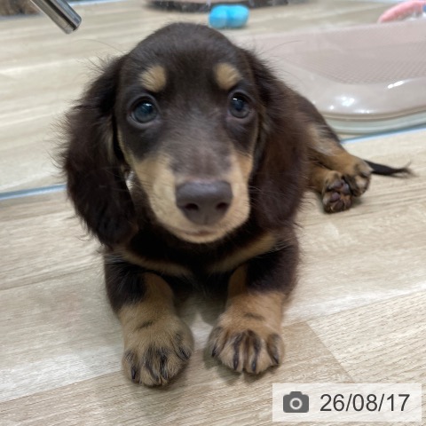 愛知県のミニチュアダックスフンド(ロング) (ペットプラス 則武新町店/2026年6月10日生まれ/男の子/チョコレートタン)の子犬の4枚目の画像