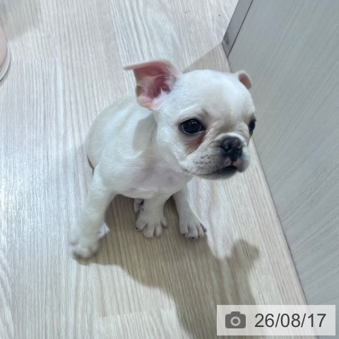 フレンチ・ブルドッグの写真