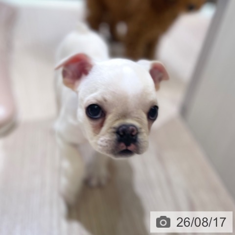 フレンチ・ブルドッグの写真