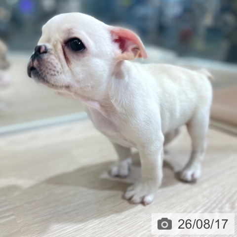 フレンチ・ブルドッグの写真