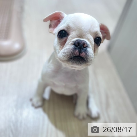 フレンチ・ブルドッグの写真