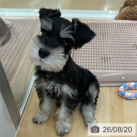 石川県のミニチュアシュナウザー (ペットプラス 新小松店/2026年6月16日生まれ/男の子/ブラックシルバー)の子犬の4枚目の画像