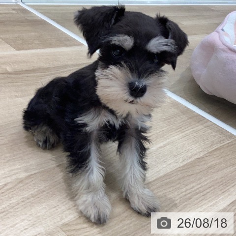 ミニチュア・シュナウザーの写真