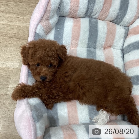 愛知県のトイプードル(トイ) (ペットプラス 東浦店/2026年6月17日生まれ/男の子/レッド)の子犬の3枚目の画像