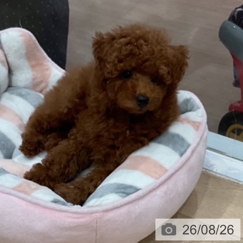 愛知県のトイプードル(トイ) (ペットプラス 東浦店/2026年6月17日生まれ/男の子/レッド)の子犬の4枚目の画像