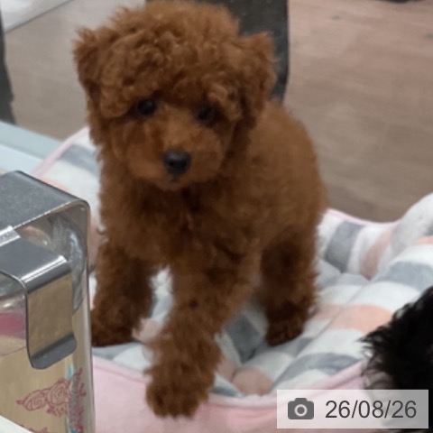 愛知県のトイプードル(トイ) (ペットプラス 東浦店/2026年6月17日生まれ/男の子/レッド)の子犬の3枚目の画像