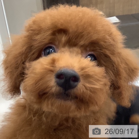 トイ・プードルの写真