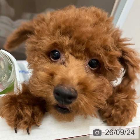 富山県のトイプードル(トイ) (ペットプラス となみ店/2026年6月17日生まれ/男の子/レッド)の子犬の4枚目の画像