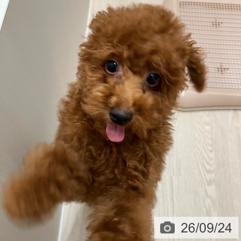 富山県のトイプードル(トイ) (ペットプラス となみ店/2026年6月17日生まれ/男の子/レッド)の子犬の3枚目の画像