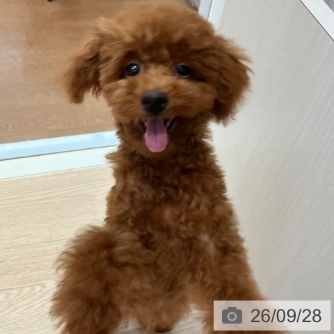 富山県のトイプードル(トイ) (ペットプラス となみ店/2026年6月17日生まれ/男の子/レッド)の子犬の4枚目の画像