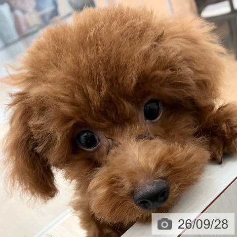 富山県のトイプードル(トイ) (ペットプラス となみ店/2026年6月17日生まれ/男の子/レッド)の子犬の3枚目の画像
