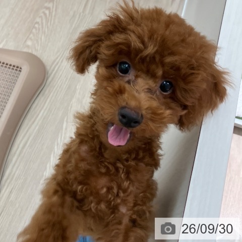 富山県のトイプードル(トイ) (ペットプラス となみ店/2026年6月17日生まれ/男の子/レッド)の子犬の4枚目の画像