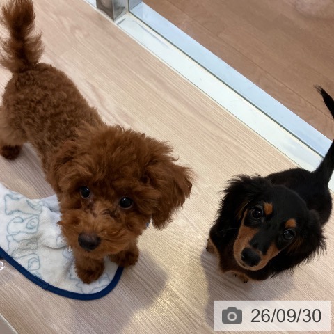 富山県のトイプードル(トイ) (ペットプラス となみ店/2026年6月17日生まれ/男の子/レッド)の子犬の3枚目の画像