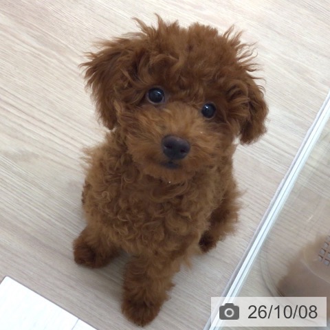富山県のトイプードル(トイ) (ペットプラス となみ店/2026年6月17日生まれ/男の子/レッド)の子犬の3枚目の画像