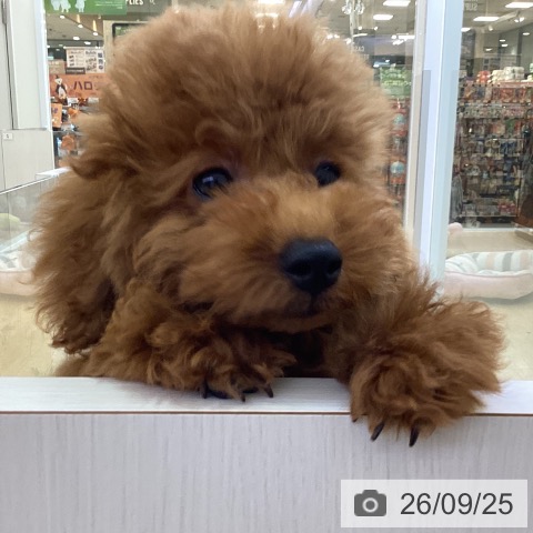 愛知県のトイプードル(トイ) (ペットプラス 三好店/2026年6月17日生まれ/女の子/レッド)の子犬の3枚目の画像