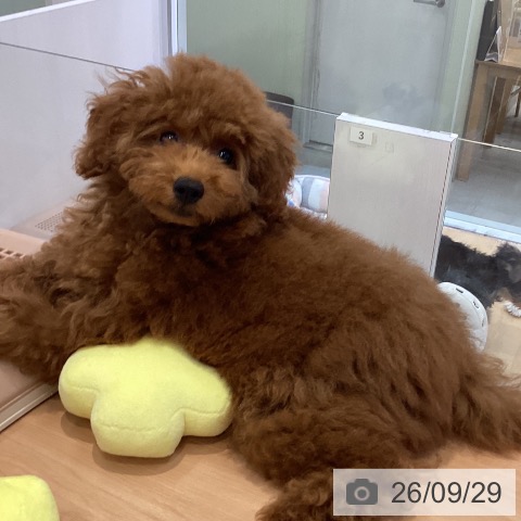 愛知県のトイプードル(トイ) (ペットプラス 三好店/2026年6月17日生まれ/女の子/レッド)の子犬の3枚目の画像