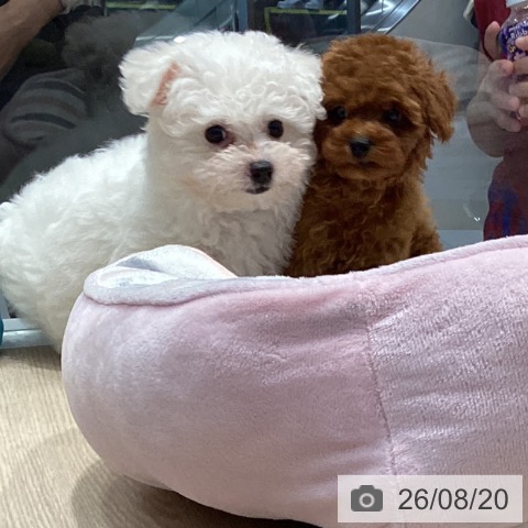 ビション・フリーゼの写真