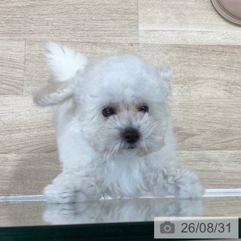 岐阜県のトイプードル(トイ) (ペットプラス 各務原店/2026年6月16日生まれ/男の子/ホワイト)の子犬の4枚目の画像