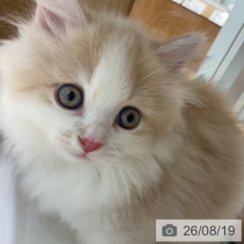 マンチカンの写真