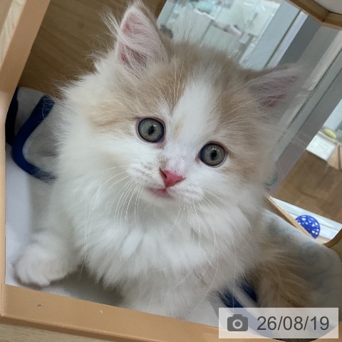 マンチカンの写真
