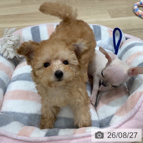岐阜県のトイプードル(トイ) (ペットプラス 各務原店/2026年6月17日生まれ/女の子/アプリコット)の子犬の4枚目の画像