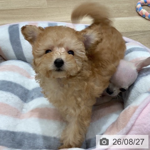 岐阜県のトイプードル(トイ) (ペットプラス 各務原店/2026年6月17日生まれ/女の子/アプリコット)の子犬の3枚目の画像