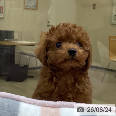 愛知県のトイプードル(トイ) (ペットプラス mozoワンダーシティ店/2026年6月14日生まれ/男の子/レッド)の子犬の4枚目の画像