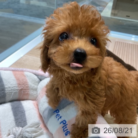 愛知県のトイプードル(トイ) (ペットプラス 岡崎店/2026年6月14日生まれ/女の子/レッド)の子犬の3枚目の画像