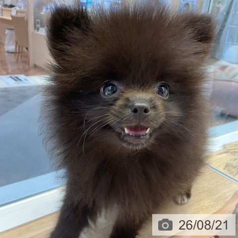 愛知県のポメラニアン (ペットプラス 岡崎店/2026年6月16日生まれ/女の子/ブラック)の子犬の4枚目の画像