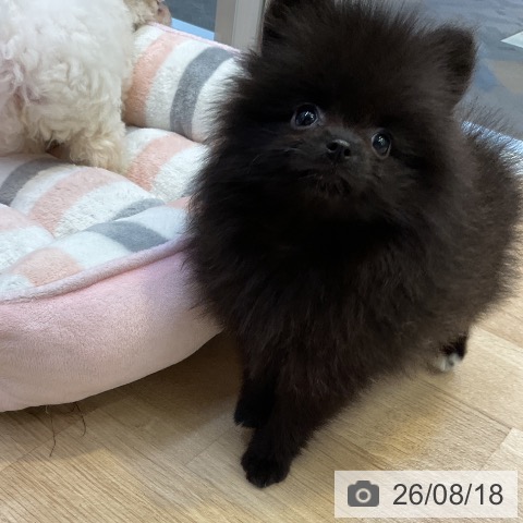ポメラニアンの写真